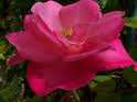 flower essences