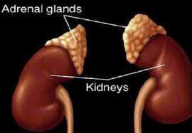 adrenal glands